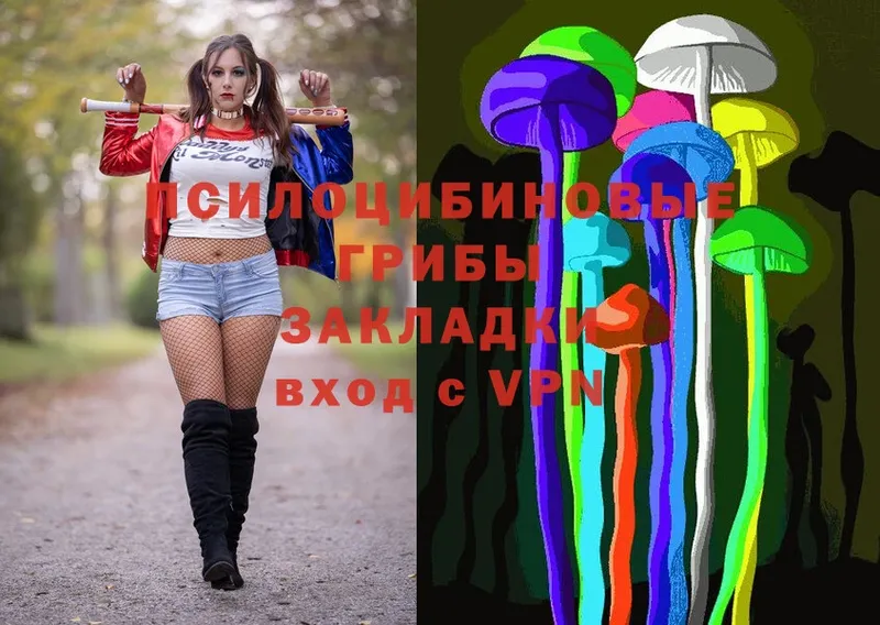 Псилоцибиновые грибы Cubensis  Пыталово 